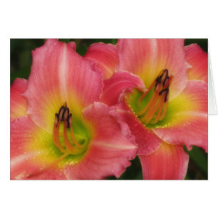 Tvilling- Pinks - rosa modeDaylilies Hälsningskort