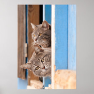 Tvillingblå Tabbies Poster