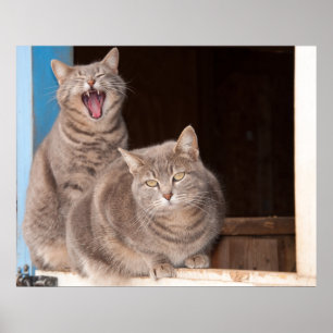 Tvillingtabbies Poster
