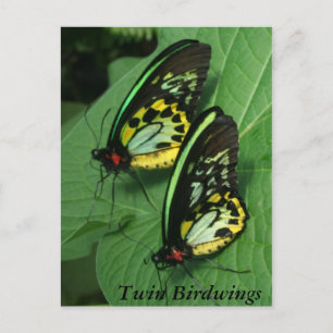 Tvinga-Butterfly-vykort Vykort
