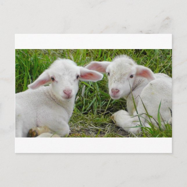 Tvinga Lamb Baby djur tänker på dig Vykort (Framsida)
