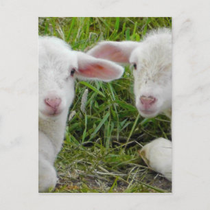 Tvinga Lamb Baby djur tänker på dig Vykort
