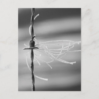Tvinklade trådar - Barb-trådens livsfotografi för Vykort