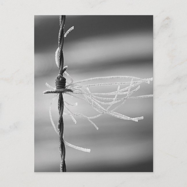 Tvinklade trådar - Barb-trådens livsfotografi för  Vykort (Framsida)