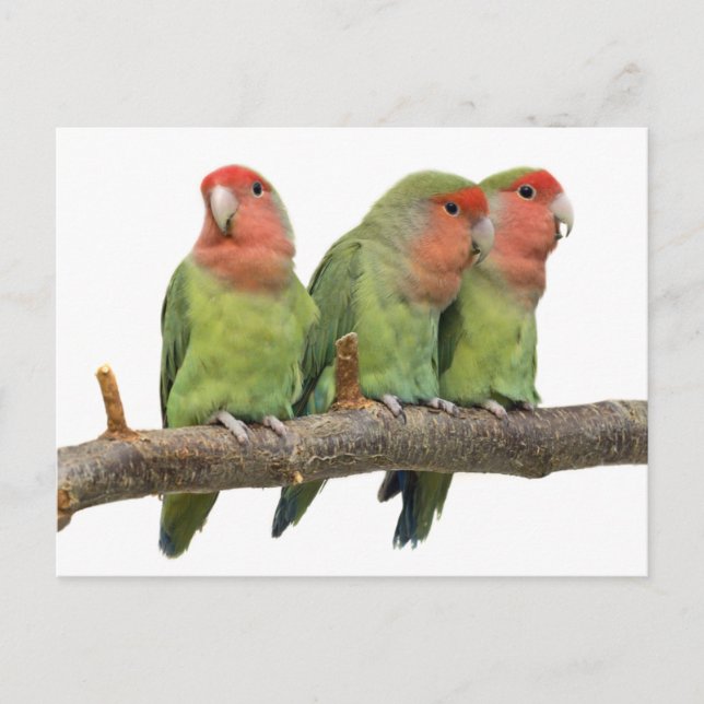 Tweet Trio-vykort Vykort (Framsida)