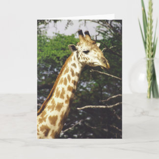Twiga Masai (Masaigiraffet) Kort
