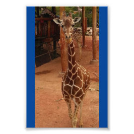 Twiggy 4X6 Skriv ut #2 Fototryck