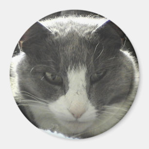 Twiggy katt magnet