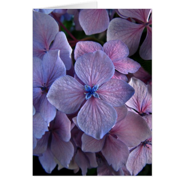 Twightlight Hydrangea OBS Kort (Framsidan)