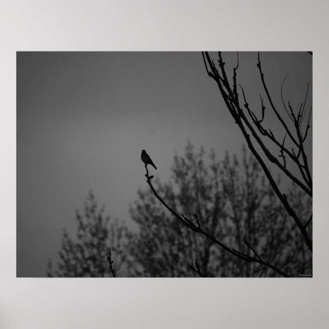 Twilight Bird Poster (Framsidan)