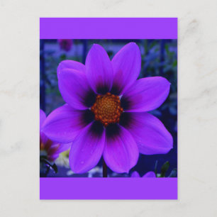 Twilight Bloom Lila Flower vid Dusk Vykort