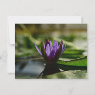 Twilight Lotus Serenity Vykort
