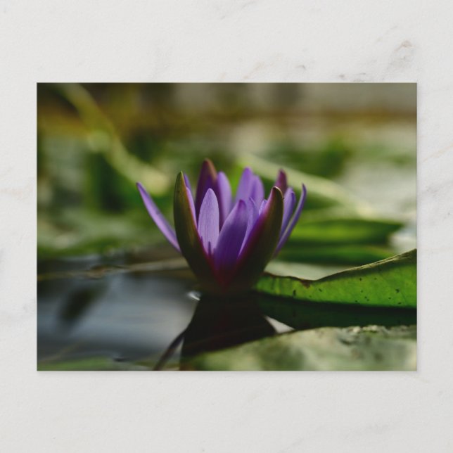 Twilight Lotus Serenity Vykort (Framsida)