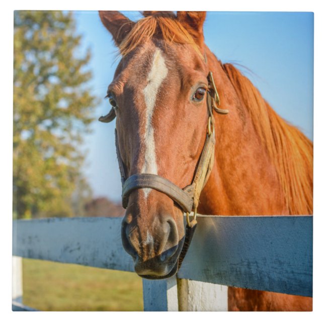 Twilight Ro | Thoroughborn Tävling Horse Kakelplatta (Framsidan)