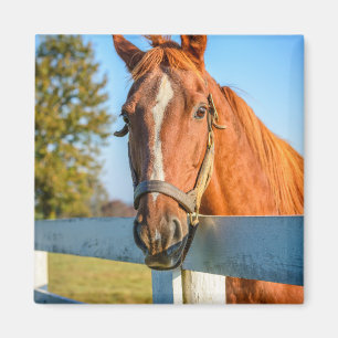Twilight Ro Thoroughborn Tävling Horse Magnet