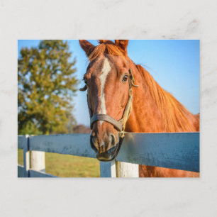Twilight Ro Thoroughborn Tävling Horse Vykort