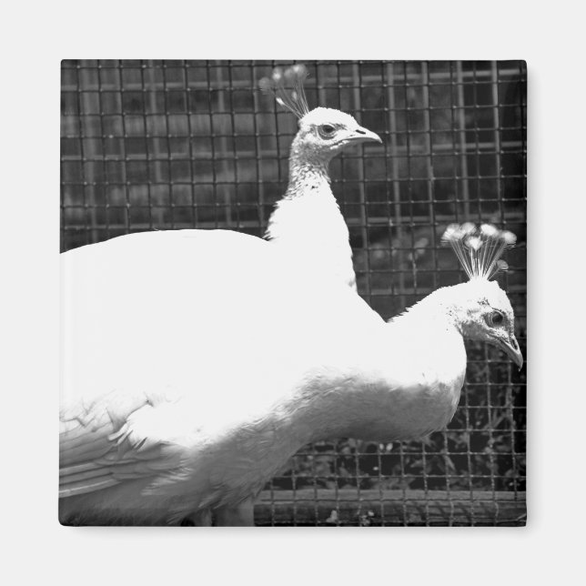 twillingar 8x8 magnet (Framsidan)