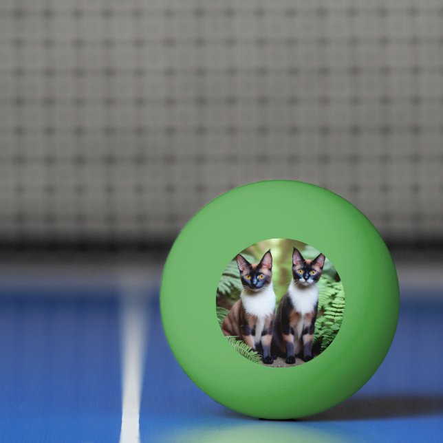 Twillingar av siamesisk katt, Ping Pong Boll (Netto)