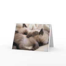Twillingar Pet Cat Cute Siamese Kitten