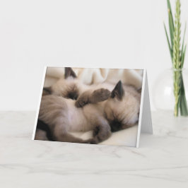 Twillingar Pet Cat Cute Siamese Kitten Helgkort