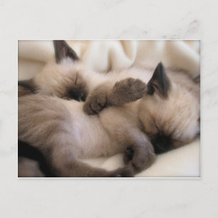 Twillingar Pet Cat Cute Siamese Kitten Vykort