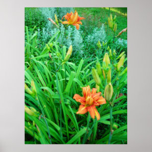 Twin Daylilies och Artemesia Poster