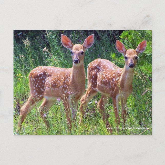 Twin Fawns in the Hawkweed, whitetail hjort Postca Vykort (Framsida)