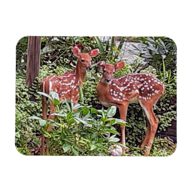 Twin Fawns Magnet (Horisontell)