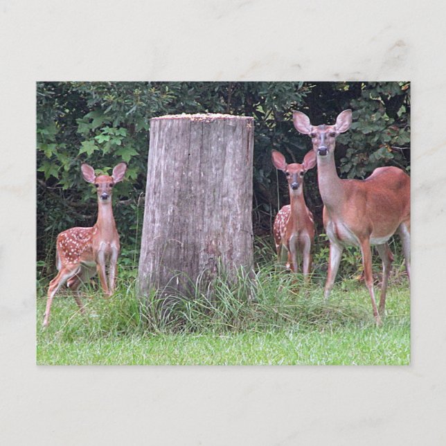 Twin Fawns Postcard Vykort (Framsida)