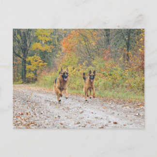 Twin German Shepherds i Höst löv Vykort