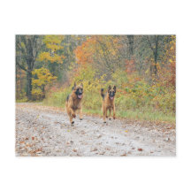 Twin German Shepherds i Höst löv