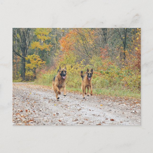 Twin German Shepherds i Höst löv Vykort (Framsida)