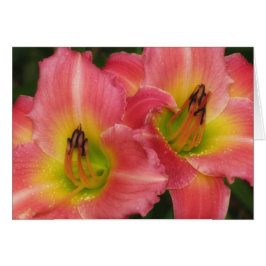Twin Pinks - Rosa Vogue Daylilies Hälsningskort