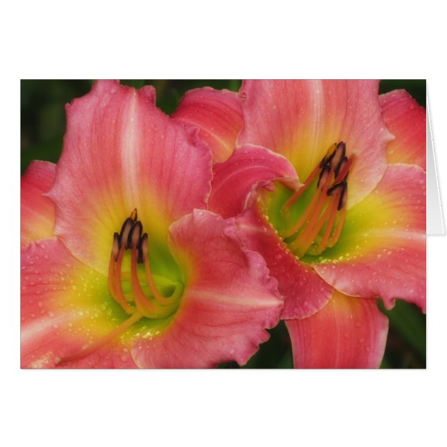 Twin Pinks - Rosa Vogue Daylilies Hälsningskort (Framsidan Horizontal)