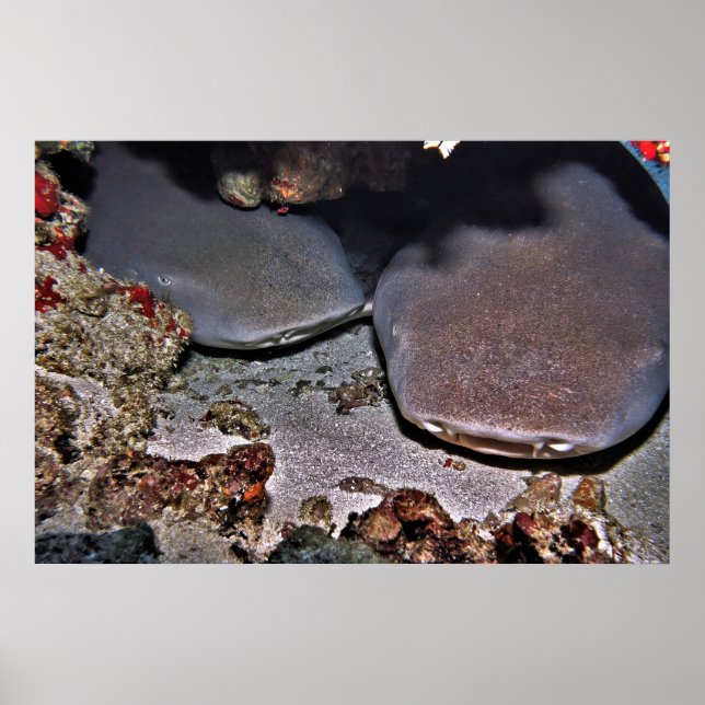 Twin Tawny Nurse Sharks Poster (Framsidan)