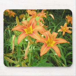 Twin Tiger Lilies Musmatta