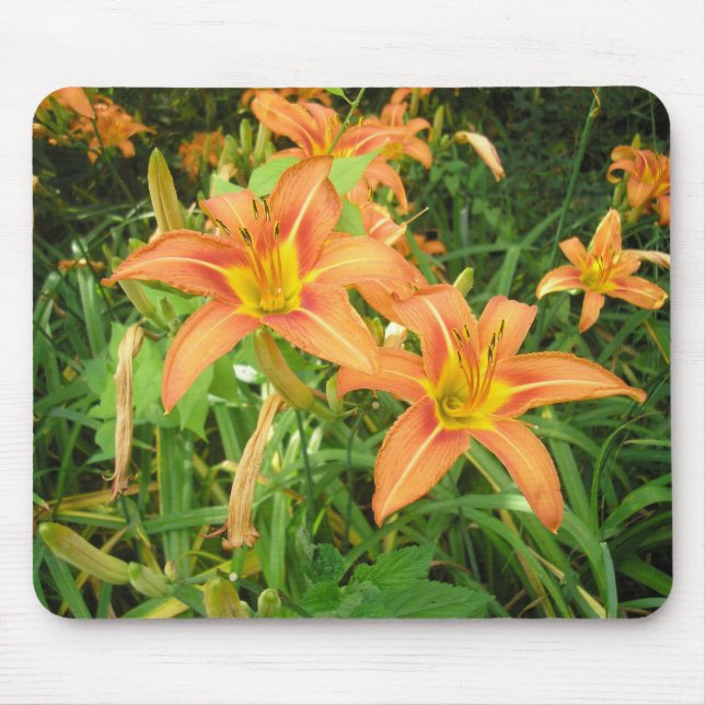 Twin Tiger Lilies Musmatta (Framsidan)