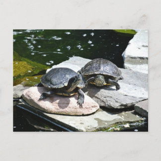 Twin Turtles - Vykort