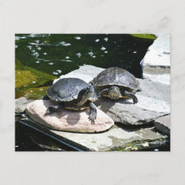 Twin Turtles - Vykort