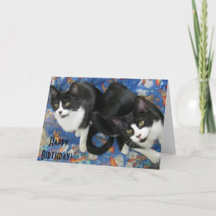 Twin Tuxedo Kittens födelsedagskort Kort