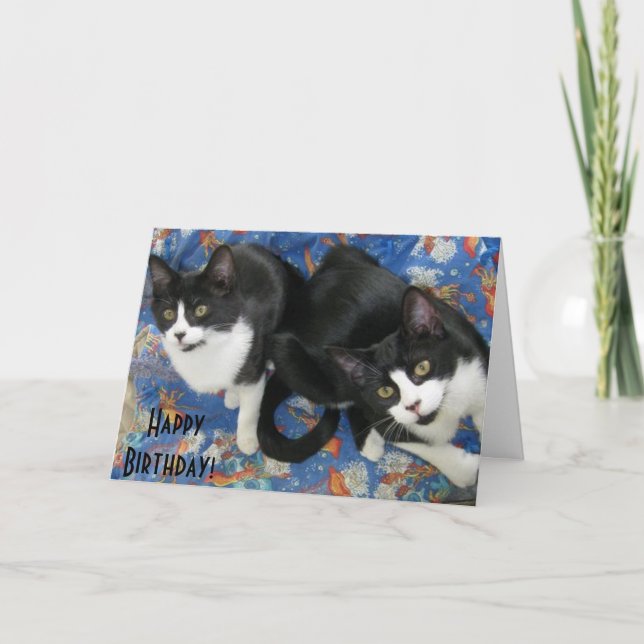 Twin Tuxedo Kittens födelsedagskort Kort (Framsida)