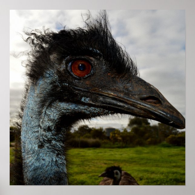 "Twinkle in the Öga: An Emu's Nyfiken Gaze" Poster (Framsidan)