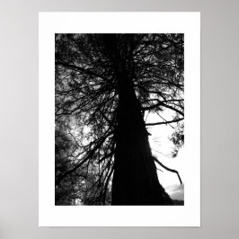 Twisted Grenar Yosemite Black and White Photo Poster