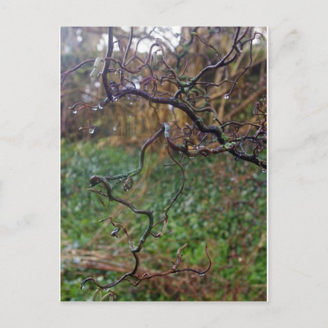 Twisted Hazel Vykort (Framsida)