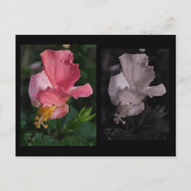 Twisted Hibiscus vykort (Framsida)