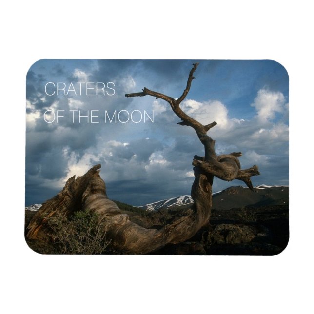 Twisted Limber Gräs Trunk, Craters of the Måne Magnet (Horisontell)