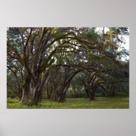 Twisted Live Oaks Skriv ut Poster