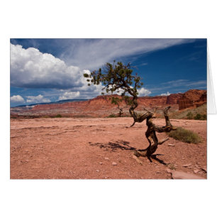 Twisted Pinyon Gräs Träd Hälsningskort