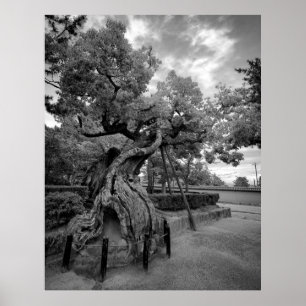TWISTED TRÄD of HORYUJI TEMPLE - NARA JAPAN Poster