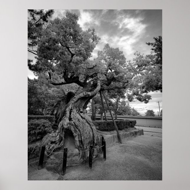 TWISTED TRÄD of HORYUJI TEMPLE - NARA JAPAN Poster (Framsidan)